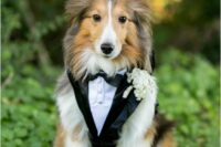 32 a super stylish black and white waistcoat with a floral boutonniere that repeats the groom’s boutonniere are a cool outfit for a dog