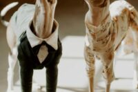36 fabulous wedding dog attire – a black and white tux and a delicate floral print romper are amazing for celebrating