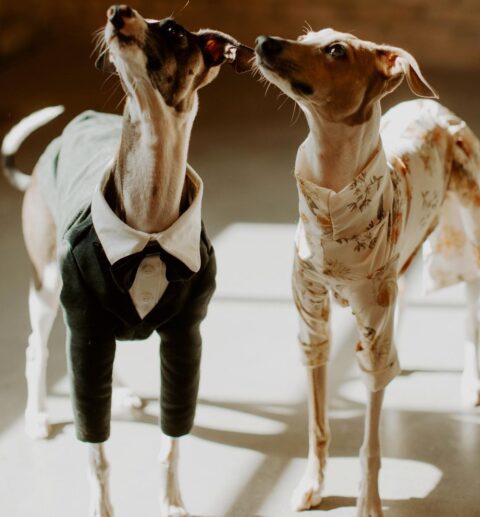 fabulous wedding dog attire – a black and white tux and a delicate floral print romper are amazing for celebrating