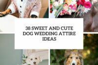 38 sweet and cute dog wedding attire ideas cover
