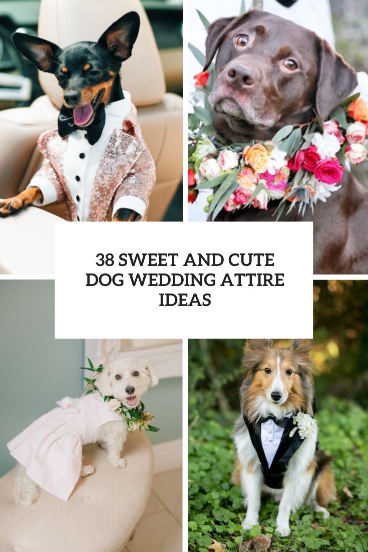 38 Sweet And Cute Dog Wedding Attire Ideas