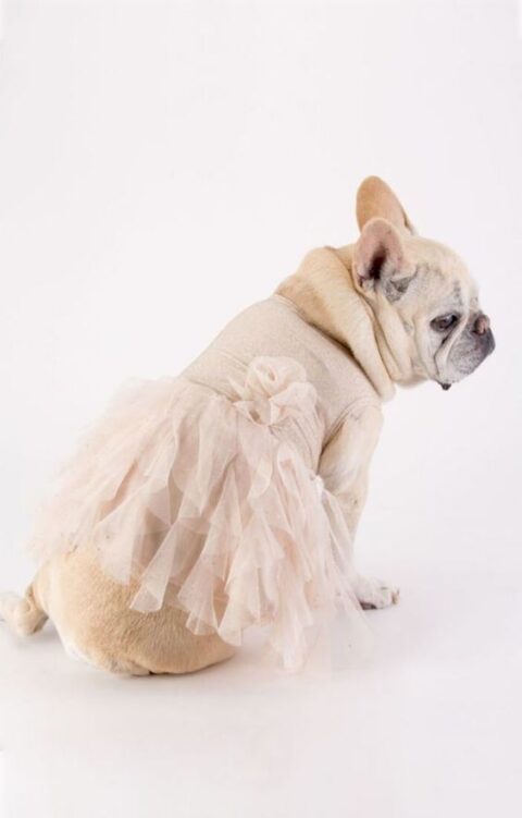 a delicate blush dress with a ruffle tulle skirt is a great way to style your beloved pet for your wedding