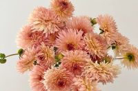 Peach Fuzz dahlias as a mono flower wedding bouquet or centerpiece are pure perfection