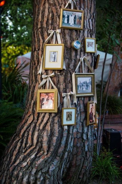 a real tree with a whole gallery wall of family pics hanging on it is a stylish rustic idea