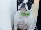 a cute dog attire with a bow tie