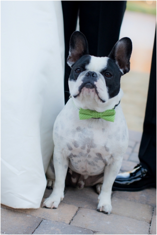 a lime green bow tie is a lovely accessory for a little furry friend participating in the wedding