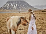 meet Icelandic horses, they are absolutely unique and very fluffy, they will make you swoon