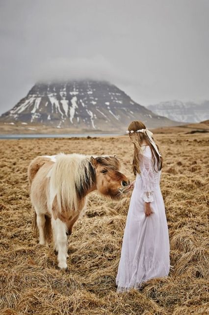 meet Icelandic horses, they are absolutely unique and very fluffy, they will make you swoon