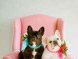 32 Cutest Ways To Get Your Furry Friends Wedding Ready