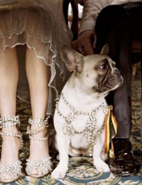 Cutest Ways To Get Your Furry Friends Wedding Ready