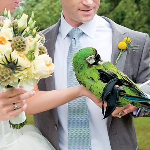 Cutest Ways To Get Your Furry Friends Wedding Ready