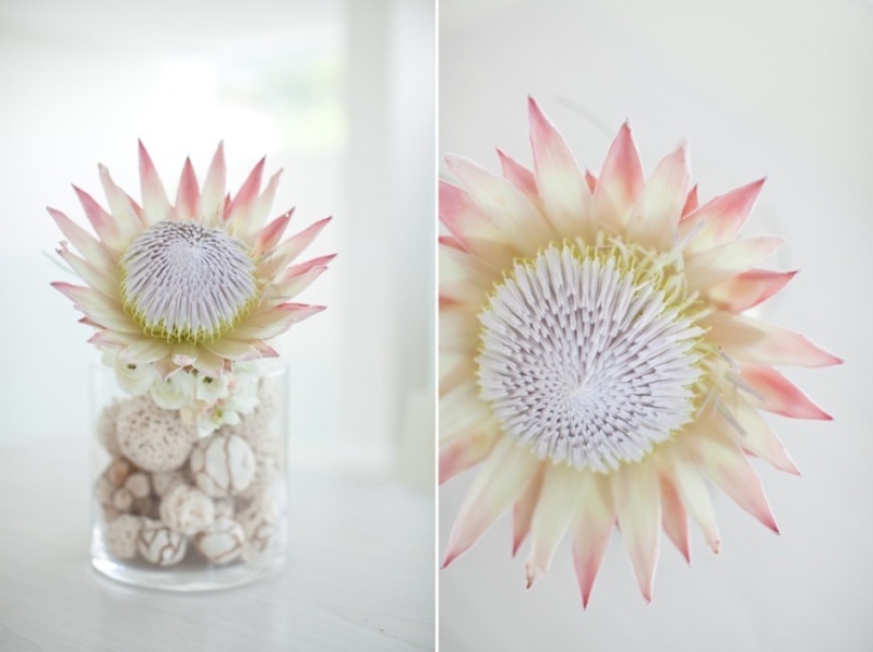 A clear vase with seashells and a large king protea feels both beach like and tropical
