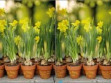mini spring bulbs in pots are a cool way to go – they can be used for any wedding