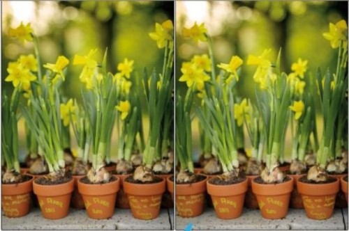 mini spring bulbs in pots are a cool way to go - they can be used for any wedding