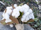 a cotton, magnolia leaf wedding bouquet in burlap is a pretty idea for a rustic bride