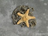 starfish and netting boutonniere