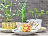 vintage cups with herbs
