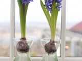 hyacinths from bulbs
