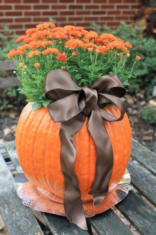 a large pumpkin planter with orange blooms and a brown ribbon bow can be a nice decoration or a centerpiece