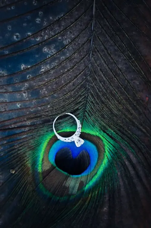 display your wedding rings on a peacock feather to highlight them even more
