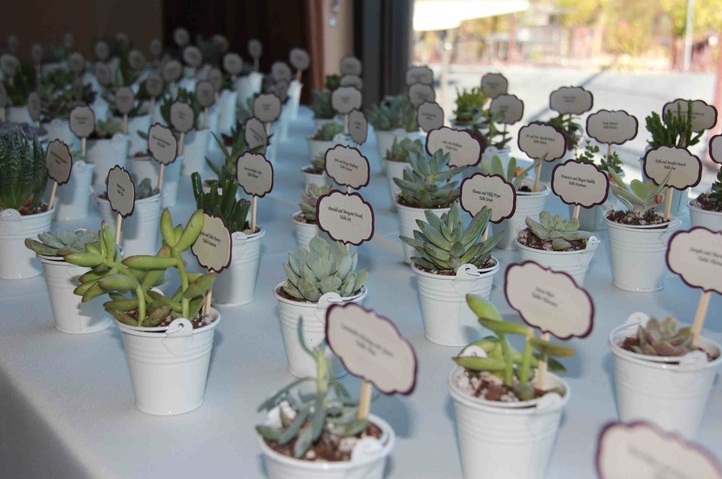 Lots of potted succulents with toppers as budget friendly and eco friendly wedding favors