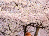 blooming cherry trees are an adorable and chic spring engagement backdrop that will take your breath away