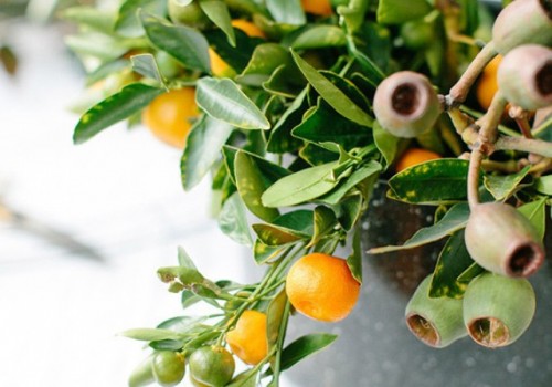 DIY Orange And Olive Wreath For Winter Holiday Weddings