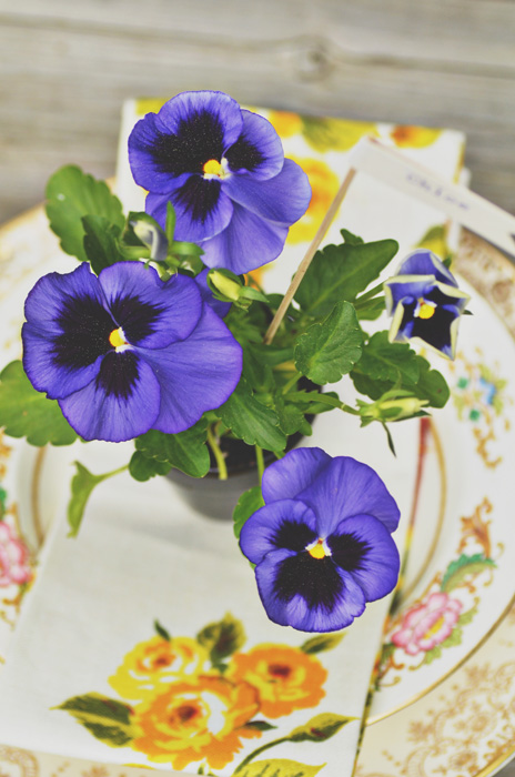 Diy Pansy Favors For Summer Weddings