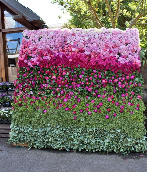 a lush wall of pink and fuchsia blooms, with foliage and lush textural greenery and an ombre effect