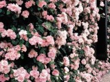 a lush pink floral wall is a fresh and beautiful living backdrop for any wedding ceremony