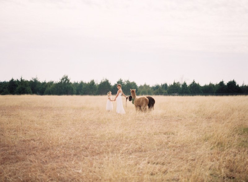 Light and beautiful wedding inspiration at alpaca farm  4