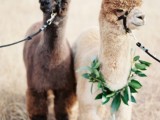 light-and-beautiful-wedding-inspiration-at-alpaca-farm-8