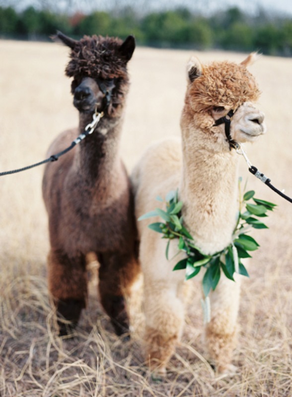 Picture Of light and beautiful wedding inspiration at alpaca farm  8
