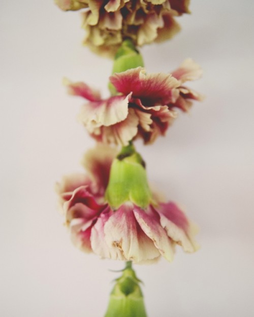 Pretty Diy Flower Garland For Your Spring Wedding Decor