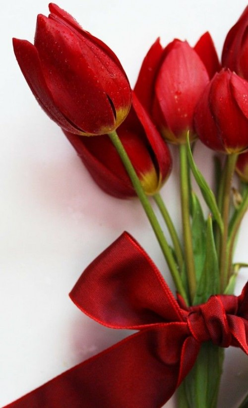 a simple red tulip wedding bouquet with a red ribbon bow is a lovely and elegant bouquet idea to rock at this romantic holiday