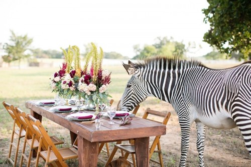 Stylish And Modern Safari Inspired Wedding With A Zebra