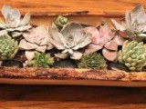 a rough wooden bowl with pale succulents is a nice wedding centerpiece for a rustic or woodland wedding