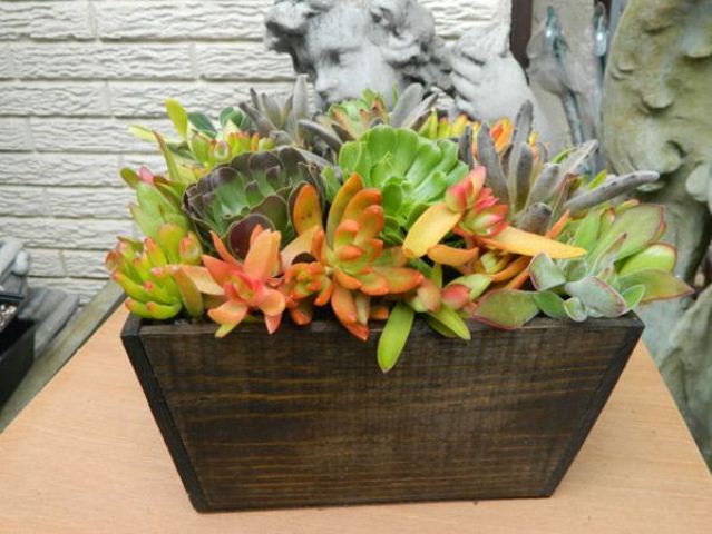 A wedding centerpiece of a stained wooden box and bright succulents of various colors is a cool rustic decor idea
