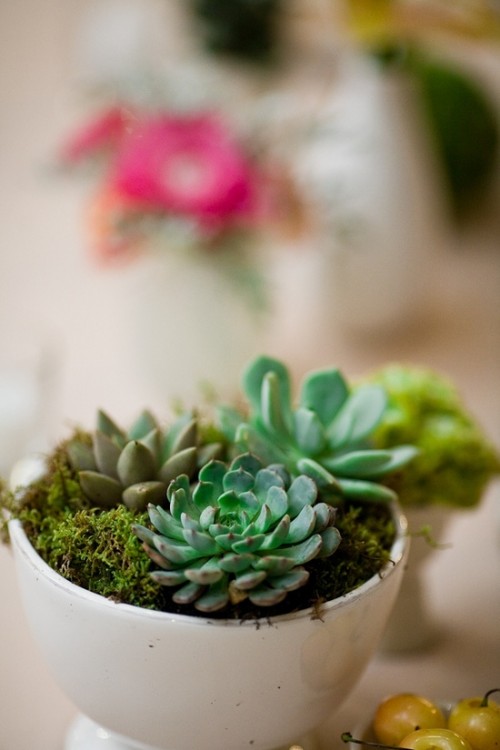 a bowl with moss and succulents - place several ones on the table to create a beautiful and simple centerpiece