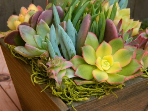 a wooden box with grasses and succulents of various colors is a rustic centerpiece with a natural touch