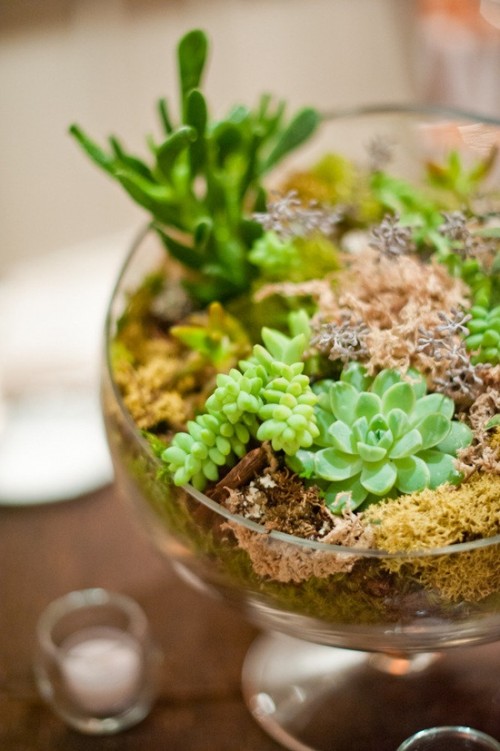 a large glass terrarium with lots of colorful moss, grass and succulents is a cute and bold centerpiece idea