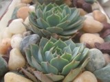 a large tray with pebbles and a couple of large succulents is a simple and casual centerpiece with a natural feel