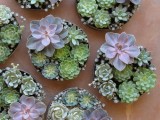 mini round planters with small green succulents and larger purple ones are a gorgeous modern wedding centerpiece idea