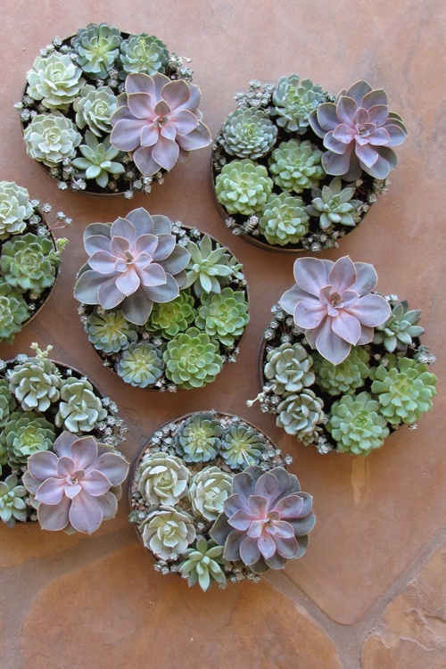 mini round planters with small green succulents and larger purple ones are a gorgeous modern wedding centerpiece idea