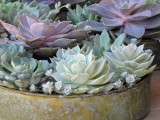 a shabby tin can planter with pale succulents and purple ones for a fresh and modern look of your reception