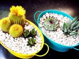 bright painted buckets with pebbles and cacti and succulents are a nice idea for a modern bright and casual wedding