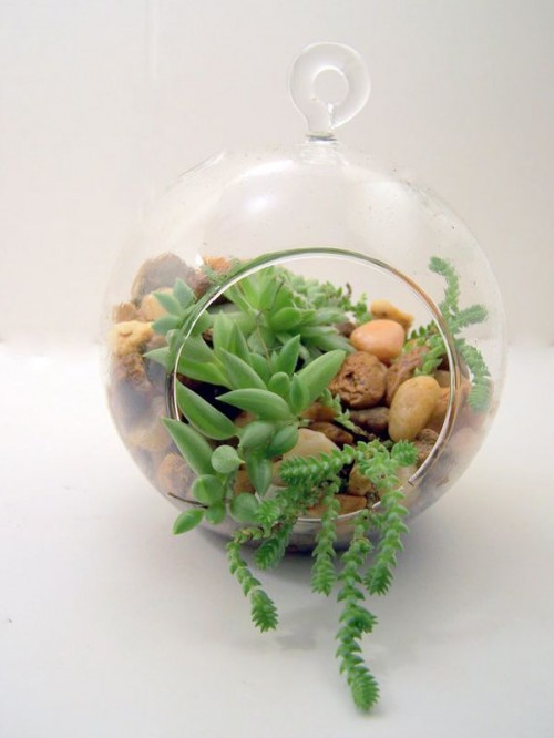 a mini terrarium with pebbles and succulents plus greenery hanging out of it is a cute idea for a centerpiece of a suspended decoration