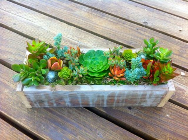 a relaxed and rustic wedding centerpiece of a painted wooden box and lots of succulents of various colors