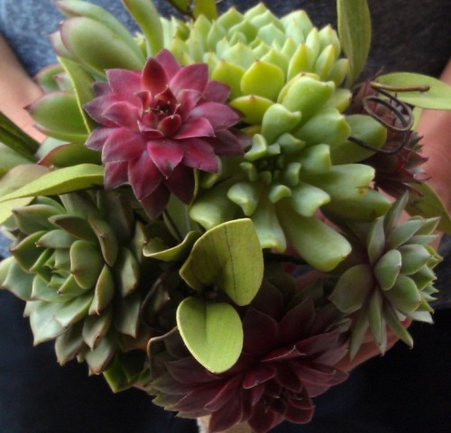 a succulent wedding bouquet that presents only succulents of various shades looks amazing and very modern