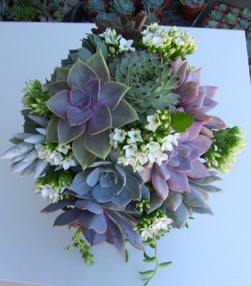 a wedding bouquet of succulents of various shades and small white flower fillers is a catchy and stylish idea for a modern bride